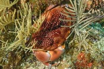 Batwing Coral Crab<br>September 29, 2016