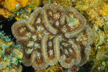 Ridged Cactus Coral (?)<br>September 29, 2016
