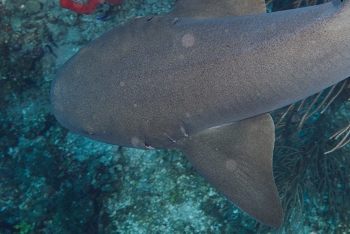 Sudden, unexpected Nurse shark encounter below me...<br>September 29, 2016