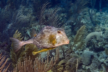 Buffalo Trunkfish with Remora<br>September 29, 2016