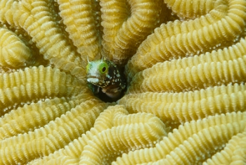 Spinyhead Blenny (?)<br>September 29, 2016