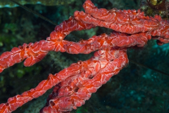 Red Encrusting Sponge (?)<br>September 30, 2016