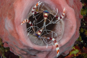 Two Banded Coral Shrimp<br>September 30, 2016