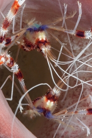 Body details, Banded Coral Shrimp<br>September 30, 2016