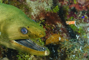 Green Moray Eel just puked up part of a meail<br>September 30, 2016