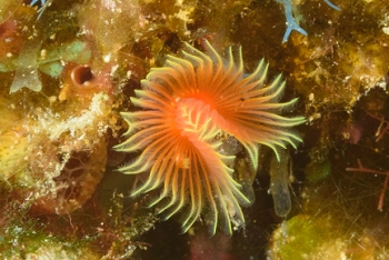 Star Horseshoe Worm<br>September 30, 2016