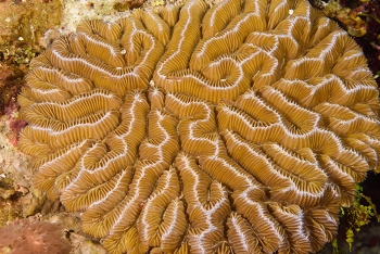 Maze Coral<br>September 30, 2016