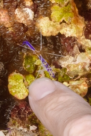Pederson Cleaning Shrimp (sense of scale)<br>September 30, 2016