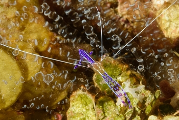 Pederson Cleaning Shrimp<br>September 30, 2016