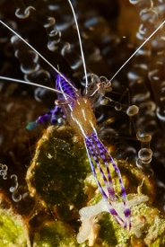 Pederson Cleaning Shrimp<br>September 30, 2016