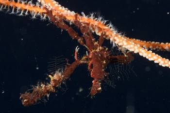 Neck Crab<br>September 30, 2016