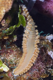 Bearded Fireworm<br>September 30, 2016