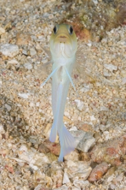 Yellowhead Jawfish<br>September 30, 2016