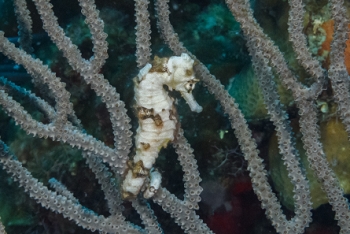 Longsnout seahorse<br>September 24, 2017