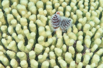 Christmas Tree Worm<br>September 24, 2017