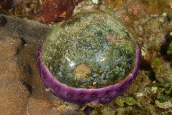 A Sea Pearl in an unusual spot<br>September 24, 2017