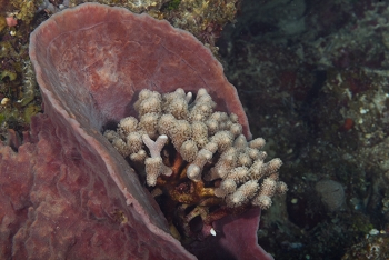 Hard coral growing in a sponge<br>September 24, 2017