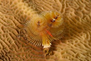 Christmas Tree Worm<br>September 24, 2017