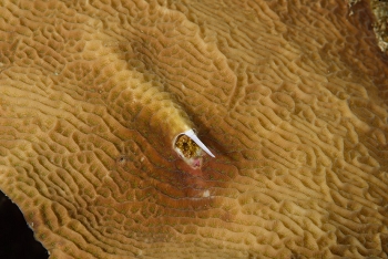 Christmas Tree Worm after pulling into its tube<br>September 24, 2017