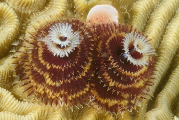 Christmas Tree Worm<br>September 24, 2017