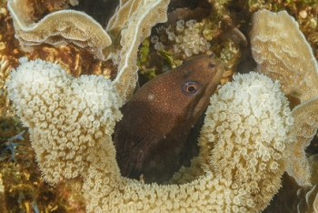 Goldentail Moray Eel<br>September 24, 2017