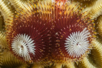 Christmas Tree Worm<br>September 24, 2017