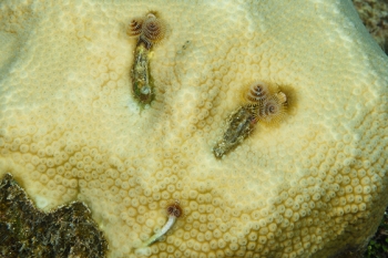 Christmas Tree Worm burrows<br>September 24, 2017