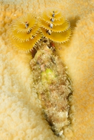 Christmas Tree Worm and burrow<br>September 24, 2017