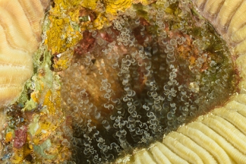 Corkscrew Anemones - good place to find cleaner shrimp<br>September 24, 2017