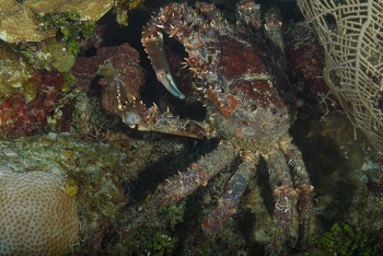 King Crab<br>September 24, 2017