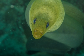 Green Moray Eel<br>September 24, 2017