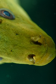 This Green Moray Eel is too close - virtually touching the camera lens<br>September 24, 2017