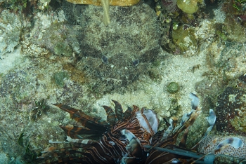 Toadfish eating a Lionfish on a spear<br>September 24, 2017