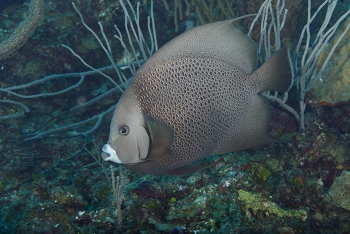 Gray Angelfish<br>September 24, 2017