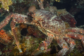 King Crab<br>September 24, 2017