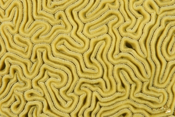 Brain Coral<br>September 24, 2017