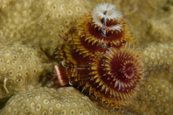 Christmas Tree Worm<br>September 24, 2017