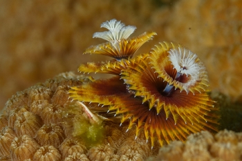 Christmas Tree Worm<br>September 24, 2017