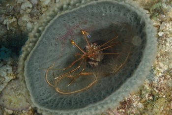 Brittle Star inside an Azure Vase<br>September 25, 2017