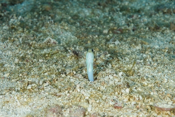 Yellowheaded Jawfish<br>September 25, 2017