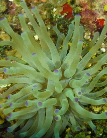 Anemone<br>September 25, 2017