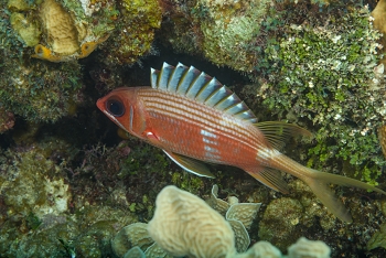 Longjaw Squirrelfish<br>September 25, 2017