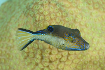 Sharpnosed Puffer<br>September 25, 2017