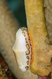 Flamingo Tongue<br>September 25, 2017