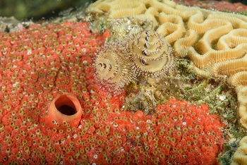 Combination of Christmas Tree Worm on Brain Coral and Red Boring Sponge<br>September 25, 2017