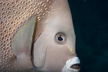 Gray Angelfish<br>September 25, 2017