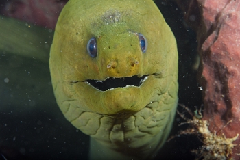 Green Moray Eel<br>September 25, 2017