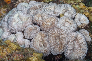 Spiny Flower Coral<br>September 25, 2017