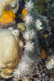 Coral details, Bent Sea Rod (?)<br>September 25, 2017