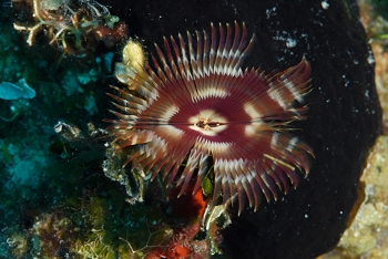 Brown Fanworm or Split-Crown Feather Duster<br>September 25, 2017